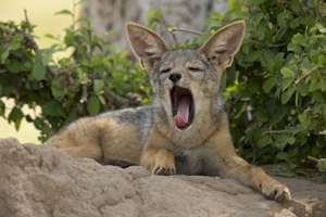 jackal